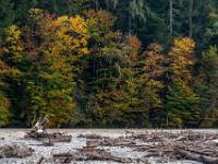 Herbstwald an der Tiroler Achen mit Geäst auf Kiesbank